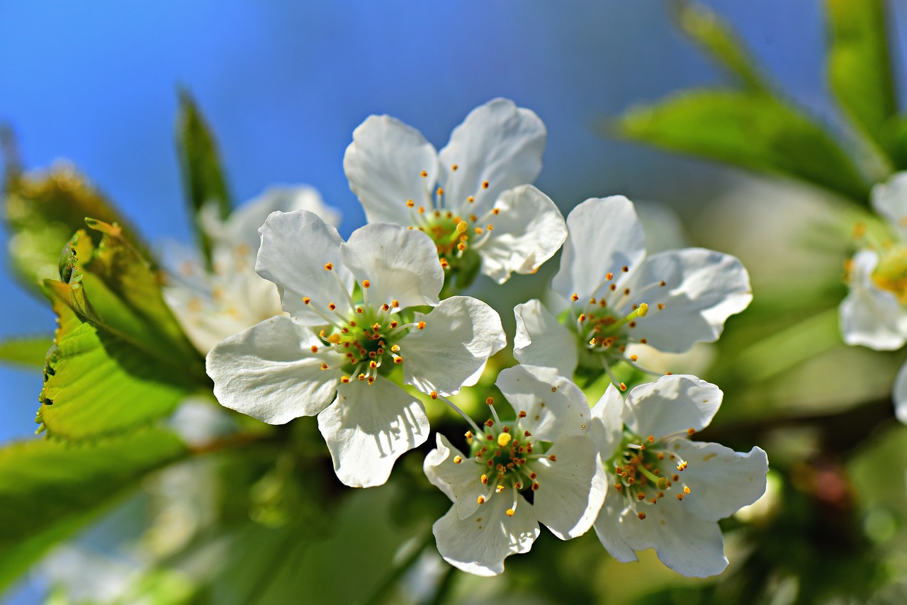 Creating and Maintaining an Organic Orchard